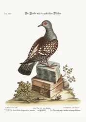 The Triangular Spotted Pigeon, 1749-73